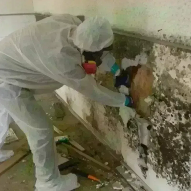 Mold Remediation and Removal in Frederick, CO